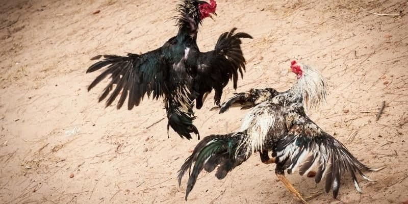 Cách chơi Đá gà savan hiệu quả tại Rikvip