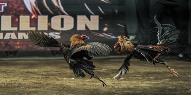 Chiến lược quan trọng khi tham gia trường gà trọi