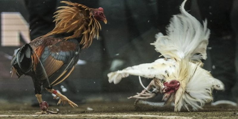 Giới thiệu về Đá gà savan tại Rikvip