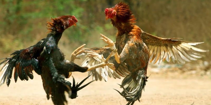 Những lý do nên chọn Rikvip để chơi Đá gà savan