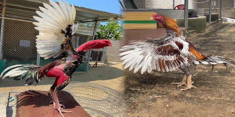 Vì sao trường gà trọi Rikvip được cộng đồng yêu thích?